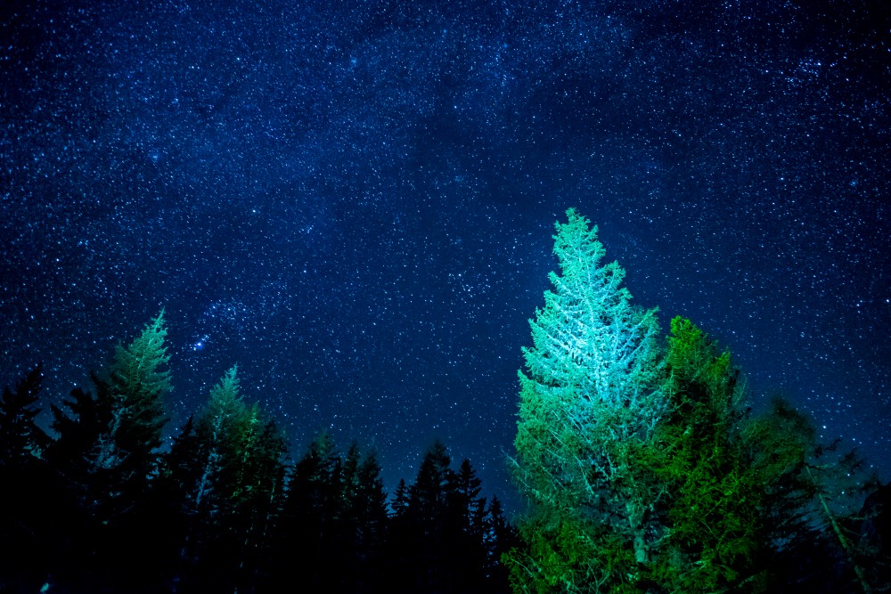 Painting with light: I used a headlamp to get some light on the trees