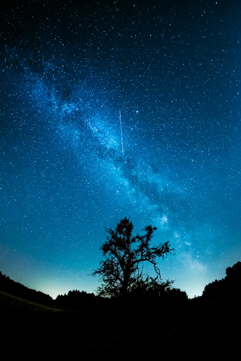 Milky Way and a lone tree silhouetted at night with the Samyang 8mm fisheye
