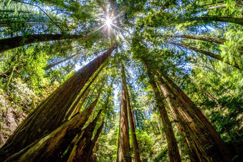 Looking straight up at tall trees in a forest with the fisheye