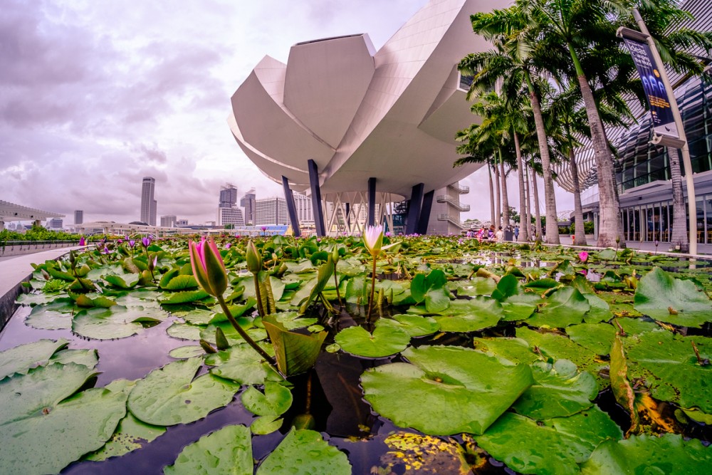 Water lilies in front of the ArtScience Museum in Singapore