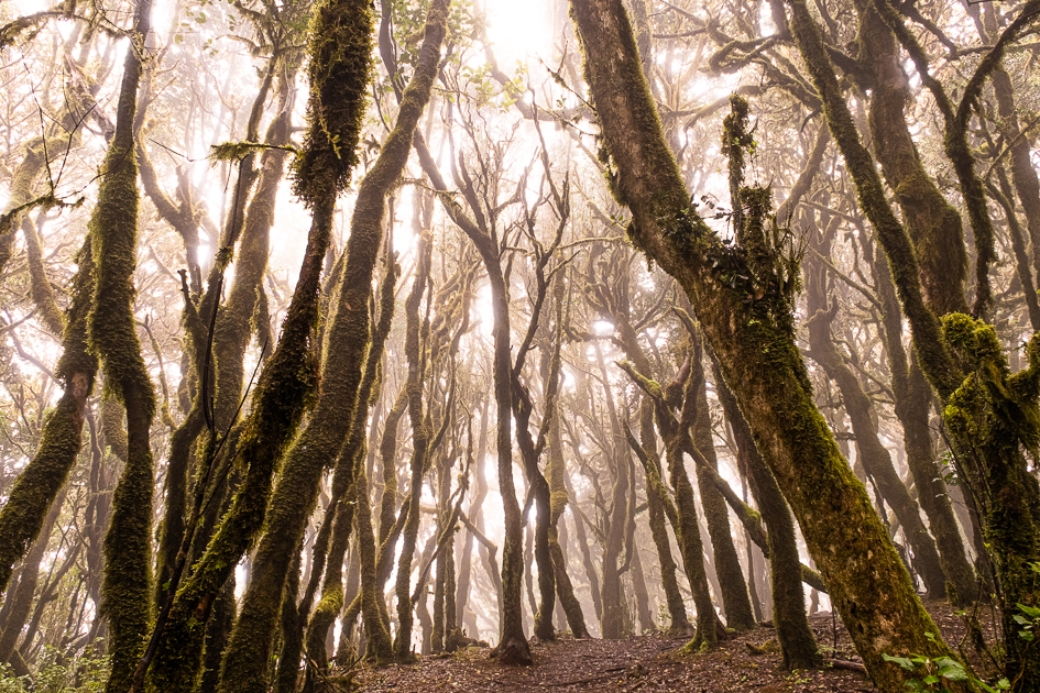 La Gomera Spooky Forest